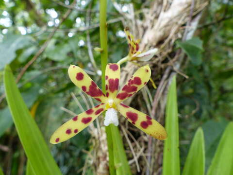 Image of Palau hyacinth-orchid