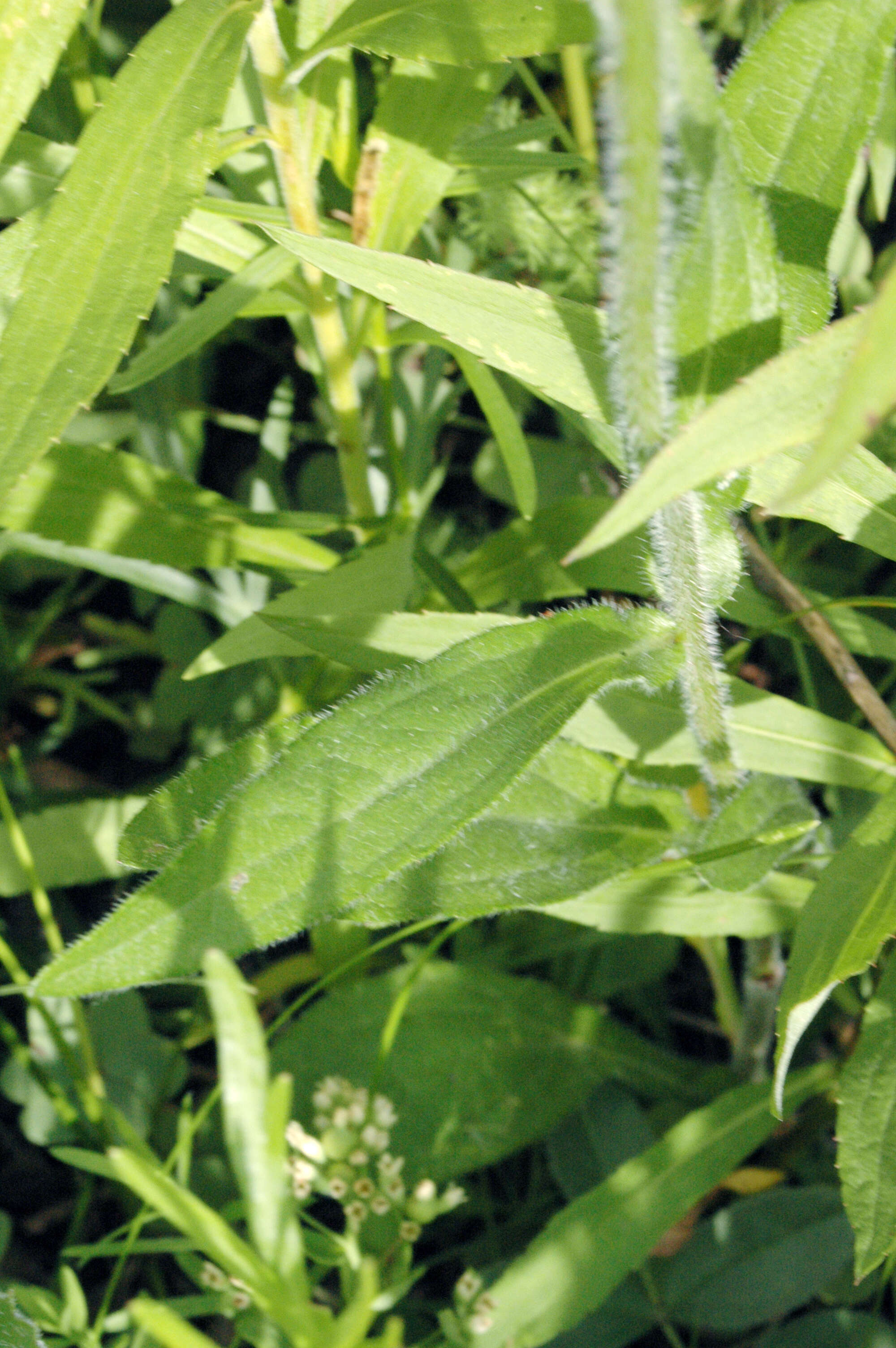 Image of blackeyed Susan