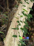 Image de écureuil plantain