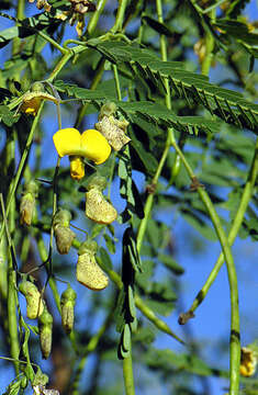 Image of Egyptian riverhemp