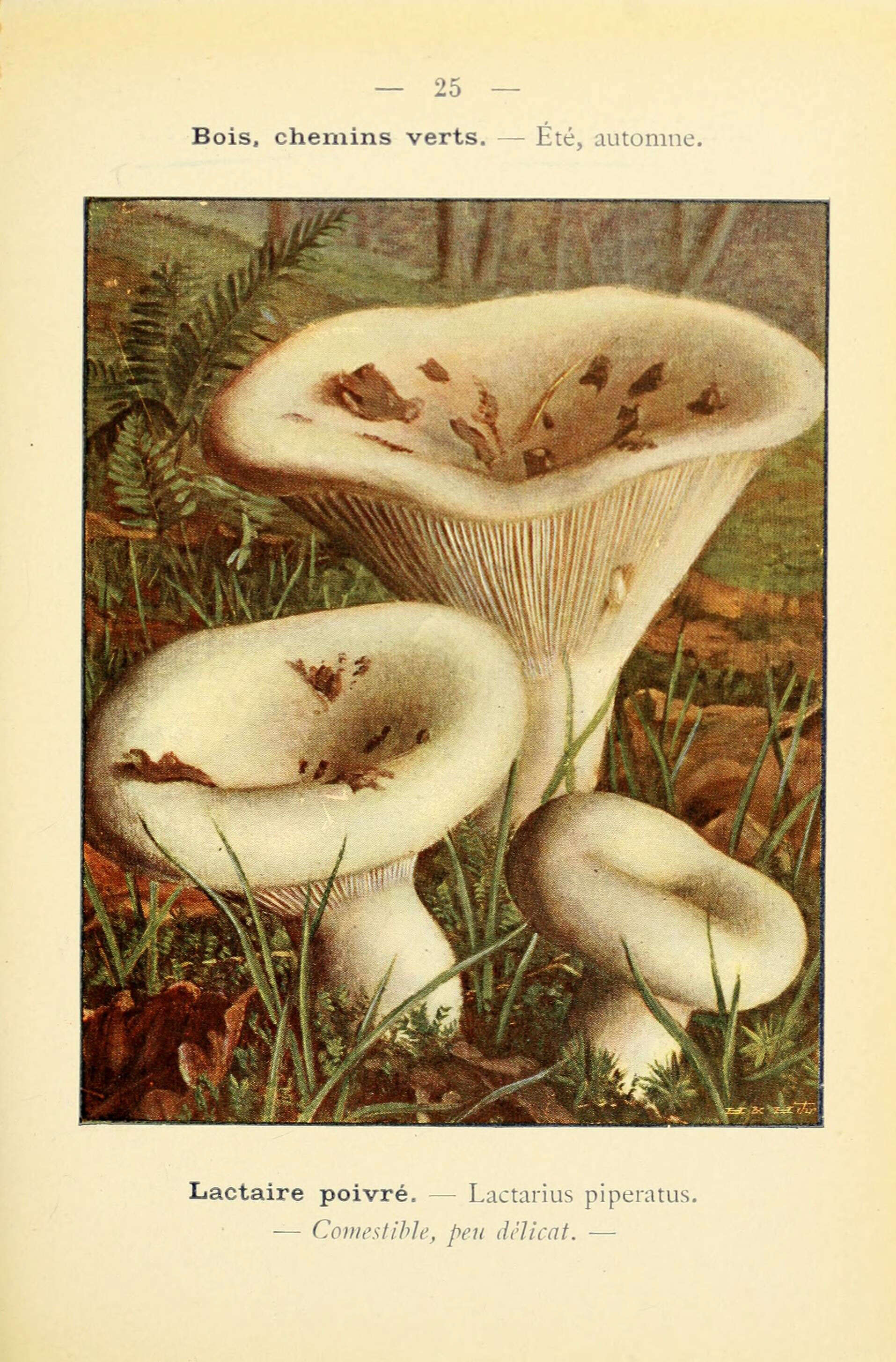 Image of Milk Cap Mushrooms