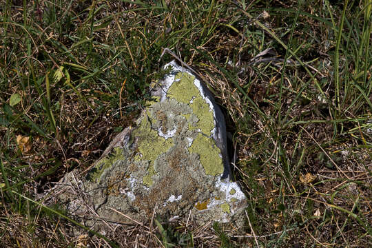 Image of lecanora map lichen