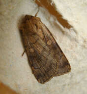 Image of six-striped rustic