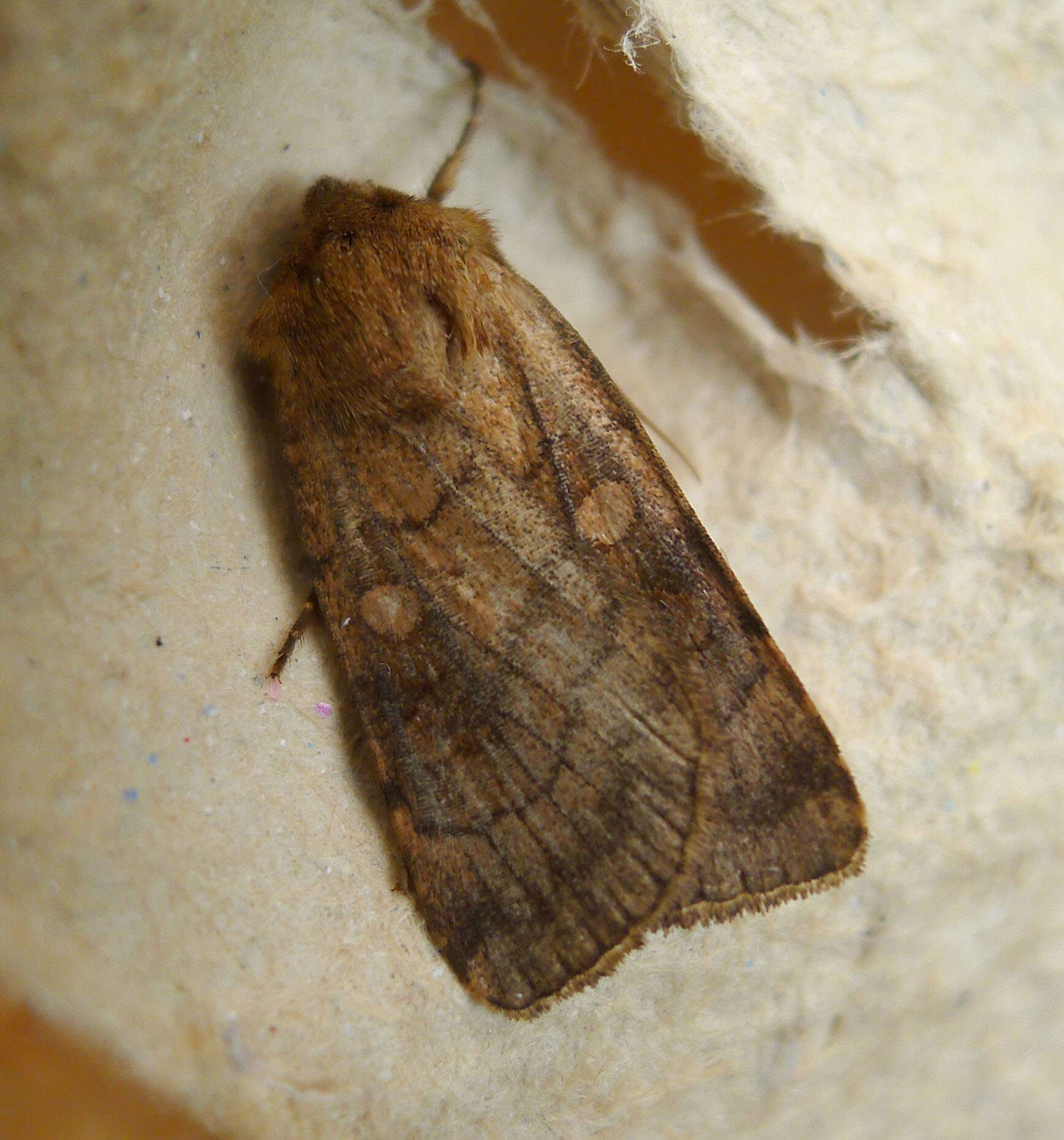 Image of six-striped rustic