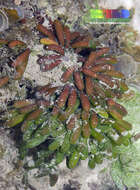 Dasycladaceae resmi