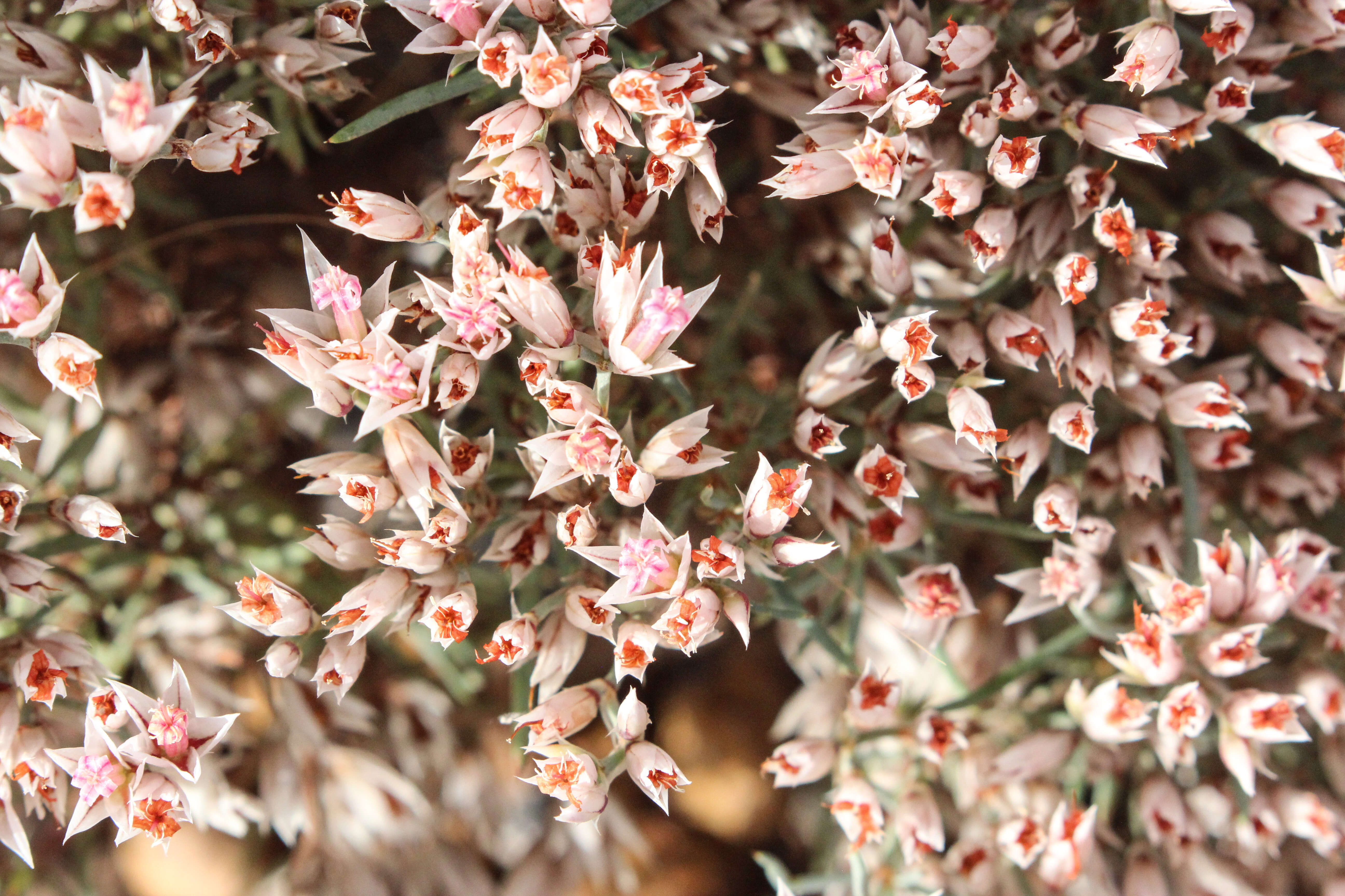 صورة Polycarpaea spirostylis F. Müll.