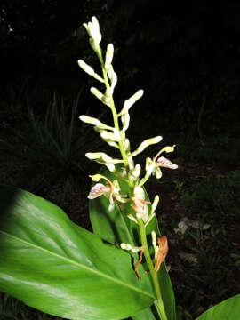 Image of Alpinia