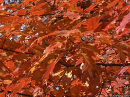 Image of Northern Red Oak