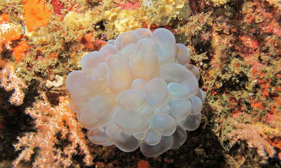 Image of cnidarians