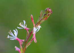 Imagem de Oenothera simulans (Small) W. L. Wagner & Hoch