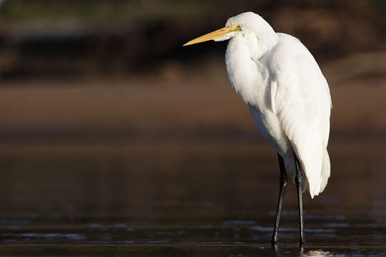 Image of <i>Ardea modesta</i>