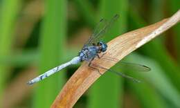 Image of Skimmers (Dragonflies)