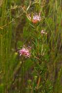 Image of Grevillea patulifolia Gand.