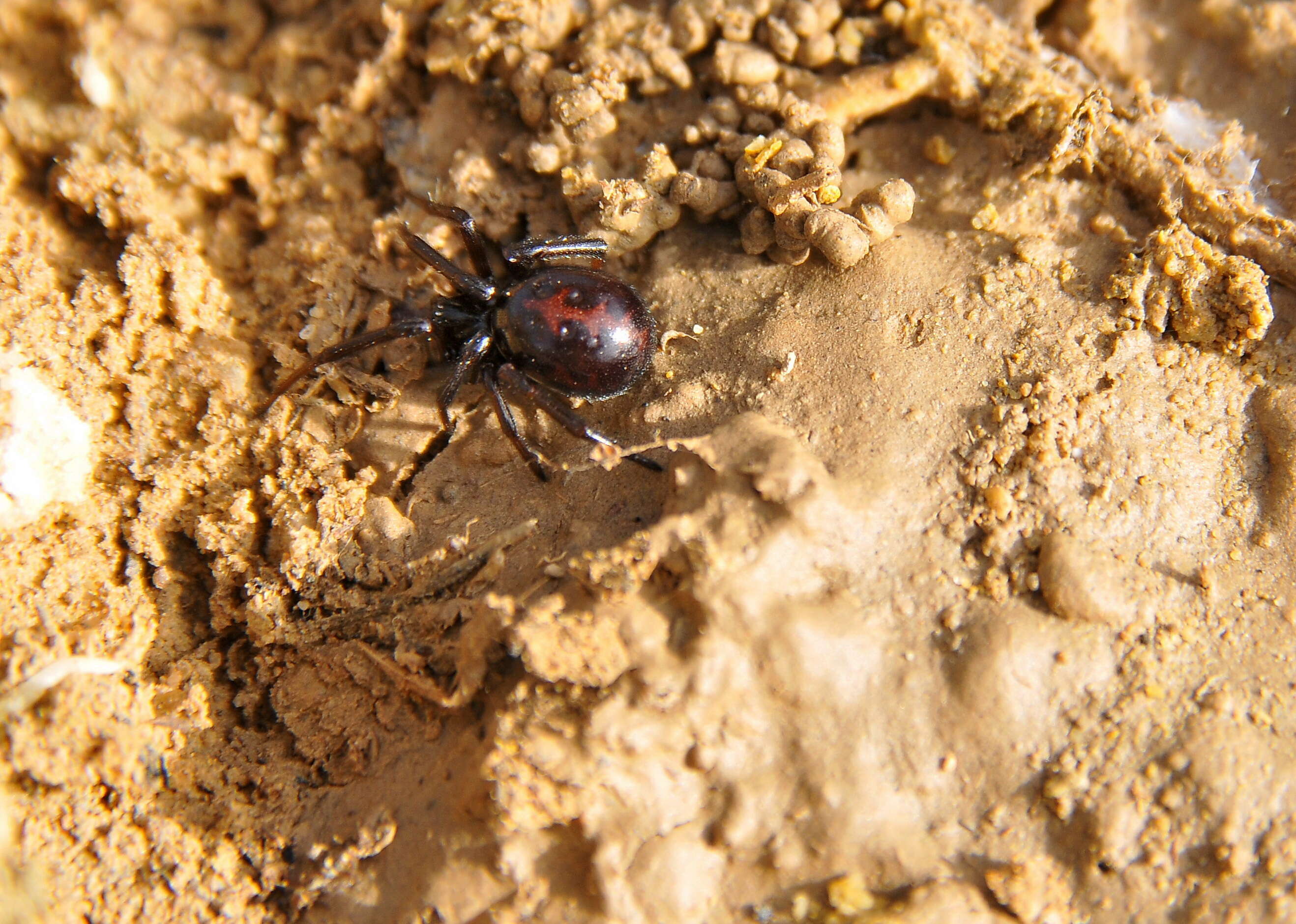 Image of Steatoda