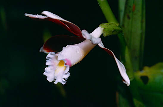 Image of Phaius callosus (Blume) Lindl.