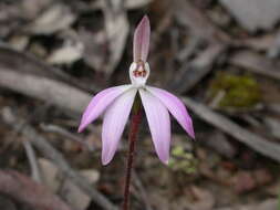 Image of Dusky fingers orchid