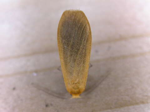 Image of orange footman