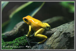 Image of Poison Dart Frogs