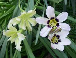 Imagem de Gladiolus tristis L.