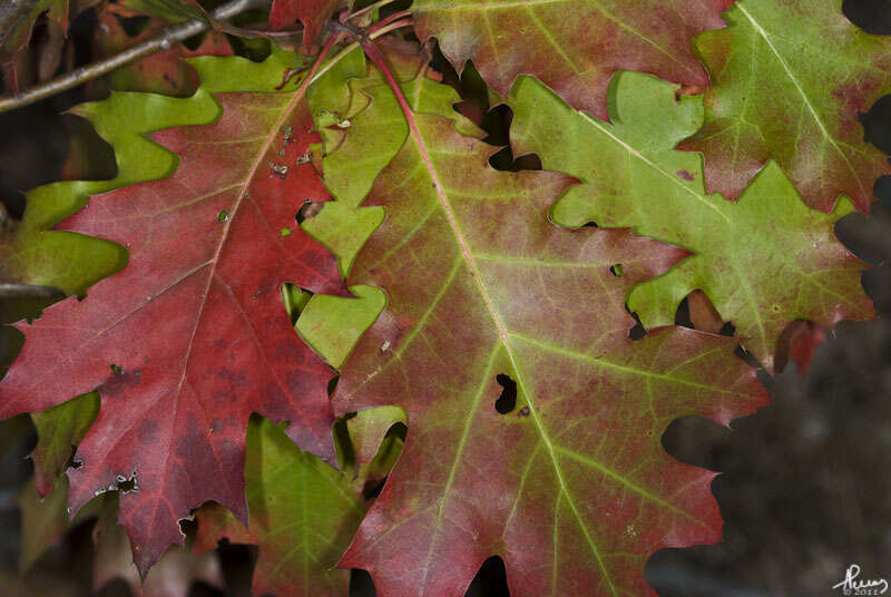 Image of Northern Red Oak