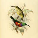 Image of Johanna's Sunbird