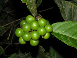 Image of Solanum rovirosanum J. D. Sm.