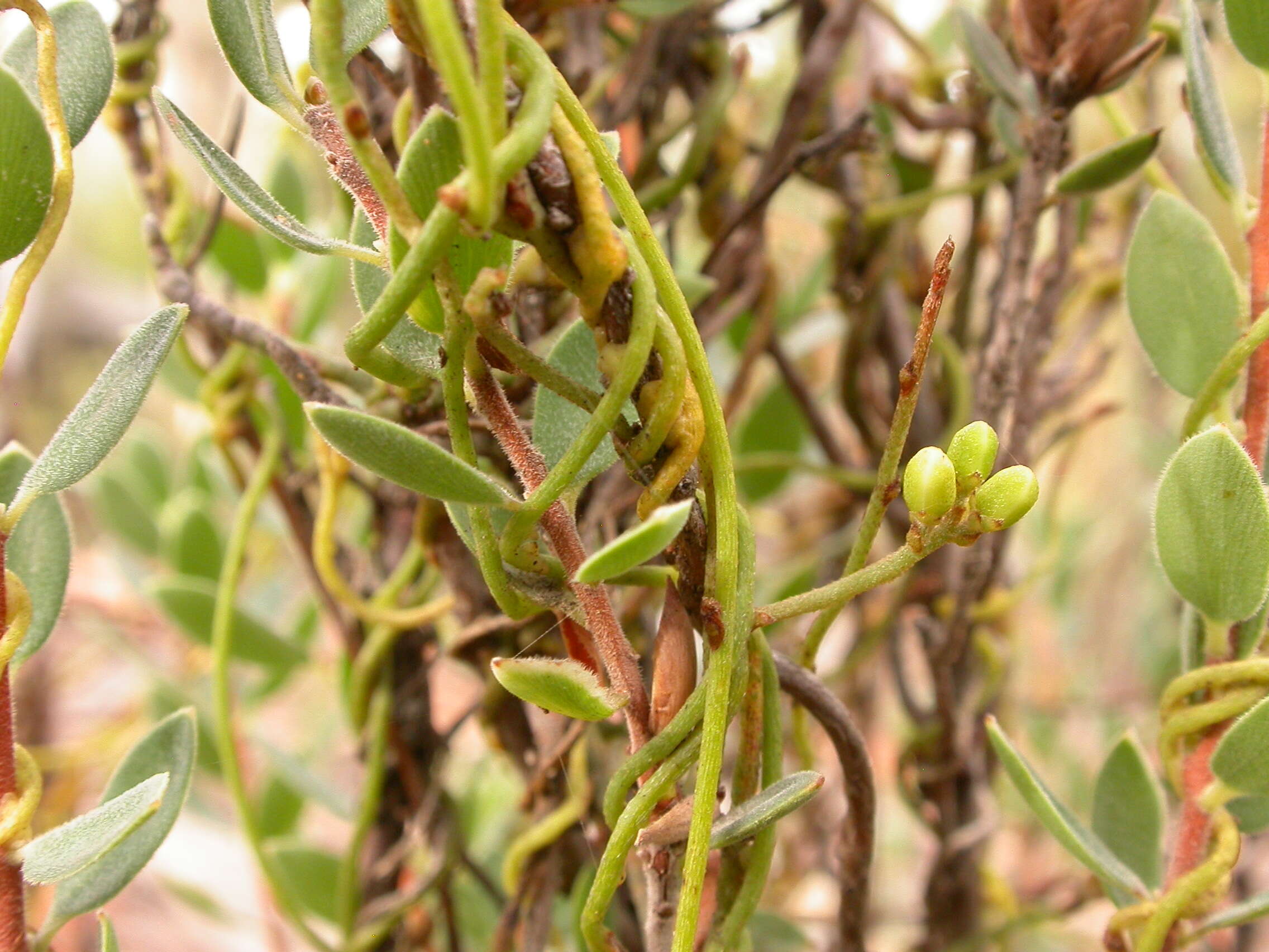 Image of Cassytha pubescens R. Br.