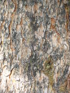 Image of Pine