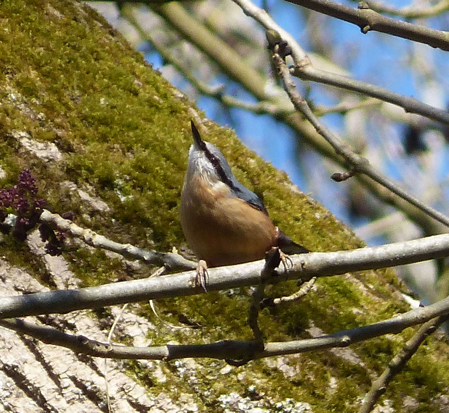 Image of Eurasian Nuthatch