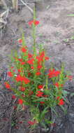 Image of Asiatic witchweed