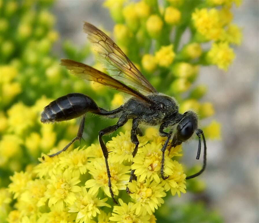 Image of Grass-carrying Wasps