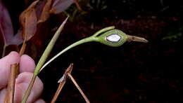 Image of Prayer Plant