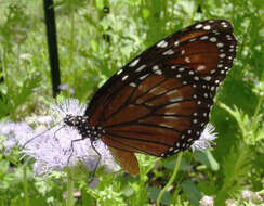 Image of Monarch Butterfly