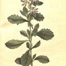 Image of Scaevola albida