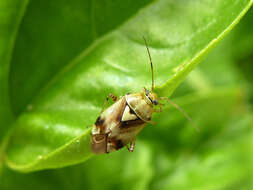 Image of Lygus Bugs