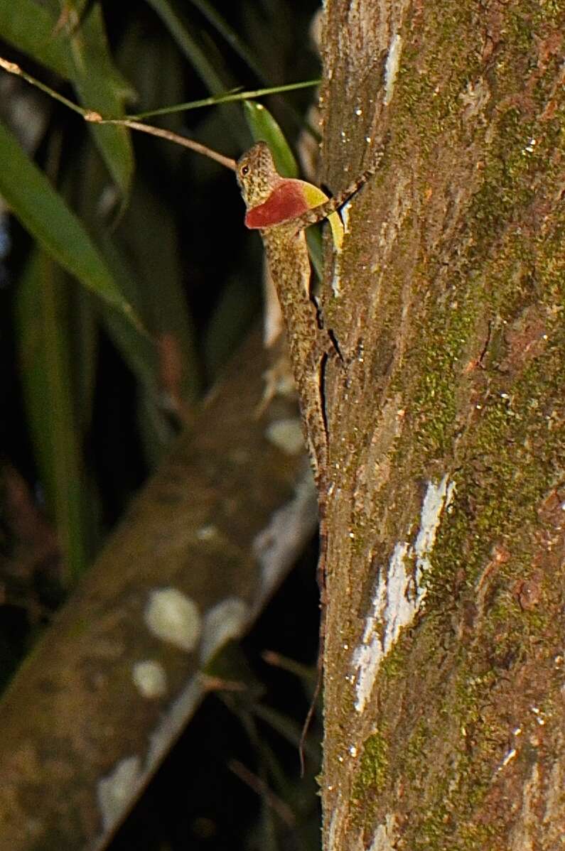 Imagem de Draco taeniopterus Günther 1861