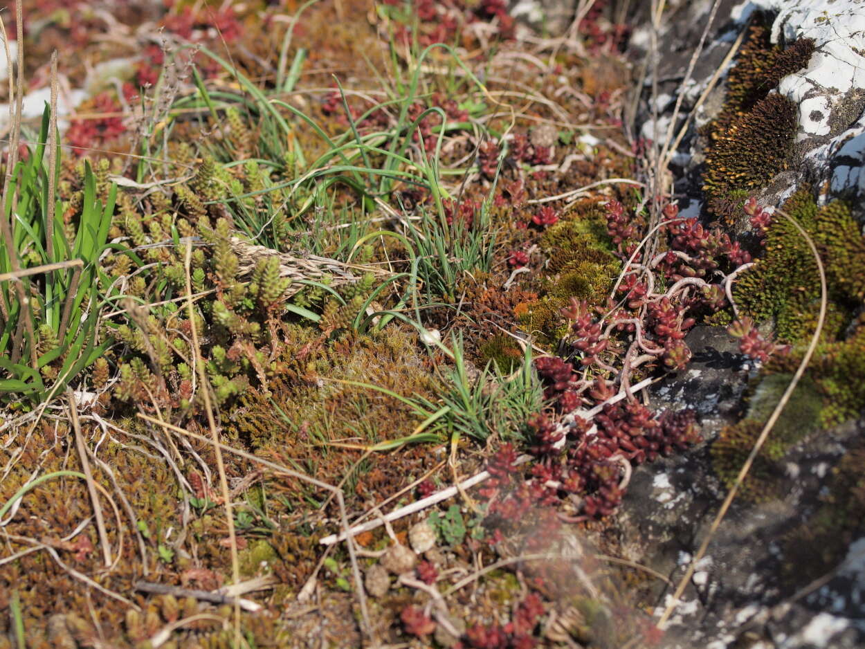 Image of stonecrop