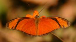 Image of Dryas