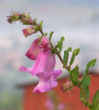 Image of African foxglove