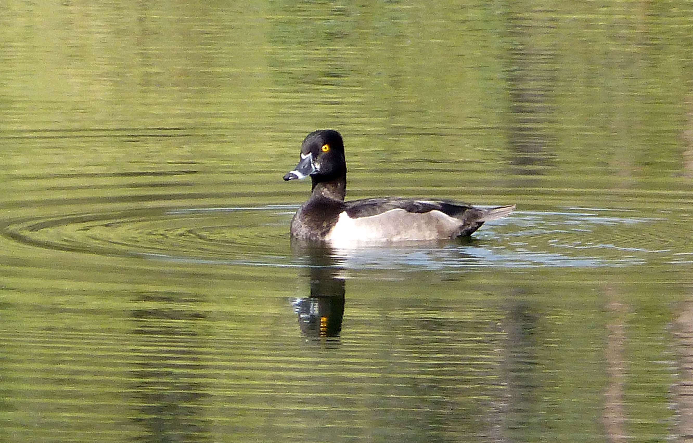 Image of Ring-necked Duck