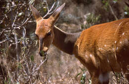 Image of Spiral-horned Antelope