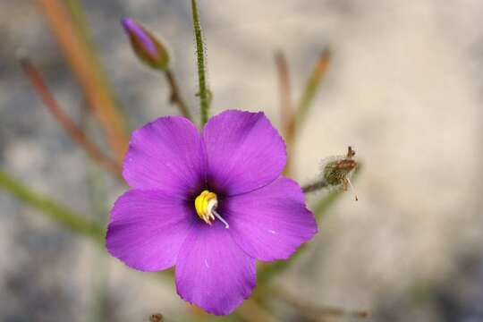 Image of rainbow plant