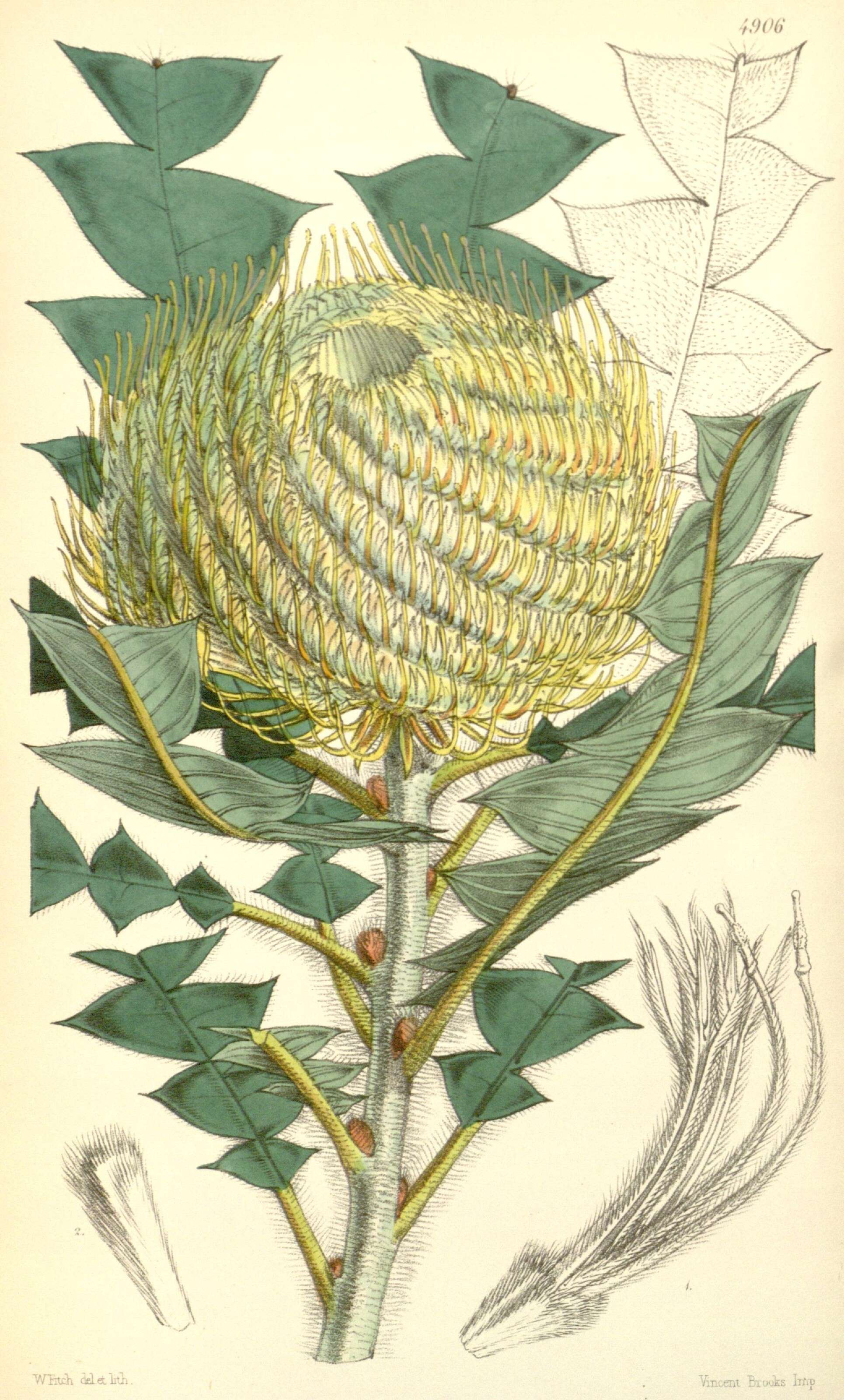 Image of banksia