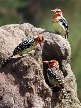 Image of African terrestrial barbets