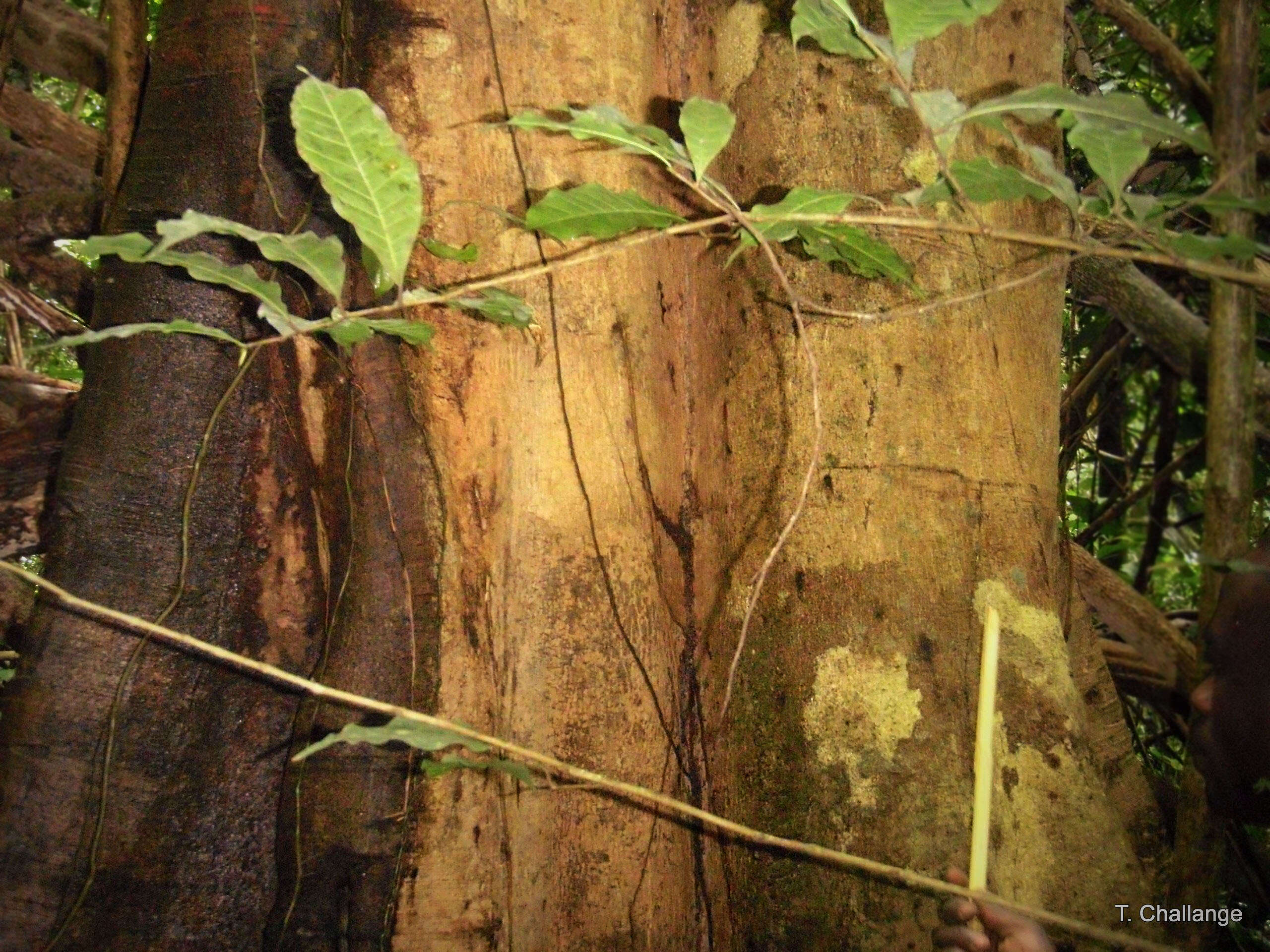 木瓣樹屬的圖片