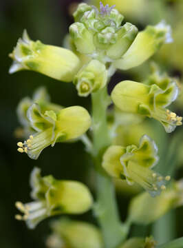 Image of Lachenalia mathewsii W. F. Barker