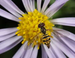 Image of Flower Flies