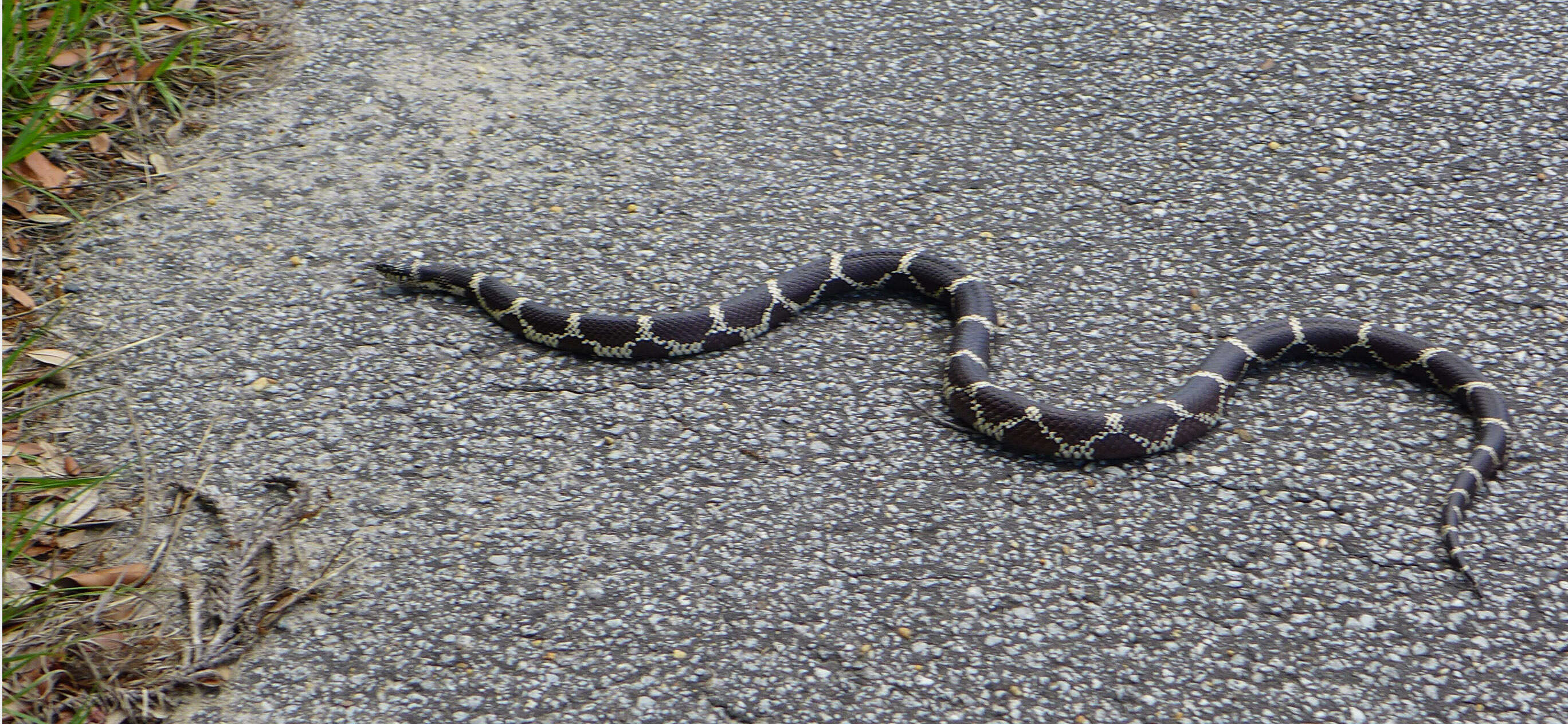 Image of Kingsnakes