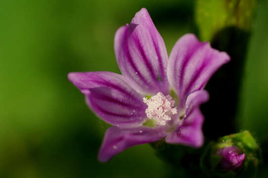 Image of high mallow