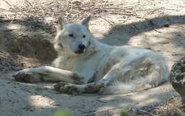 Image of coyote